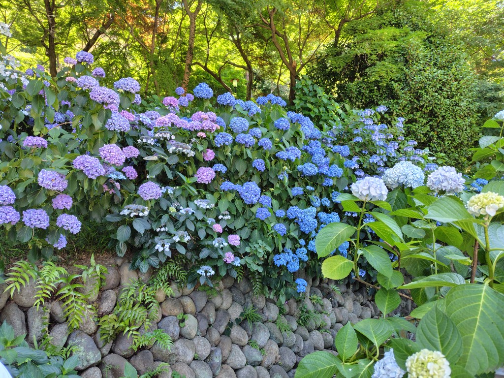（日野市・高幡不動）紫陽花