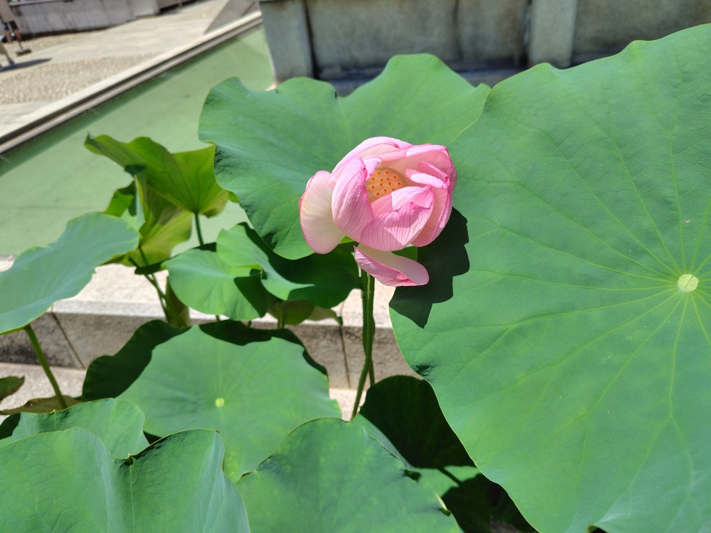 （日野市・高幡不動）蓮