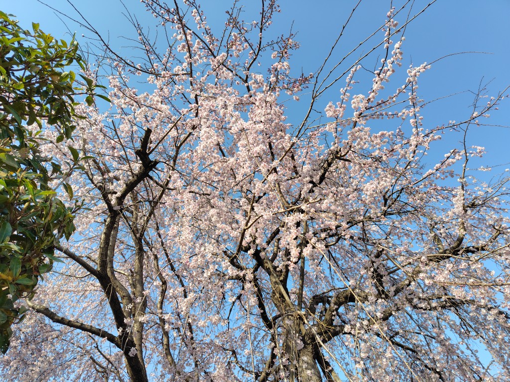 （府中市・東郷寺）しだれ桜