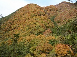 日川渓谷・竜門峡からの紅葉の山々
